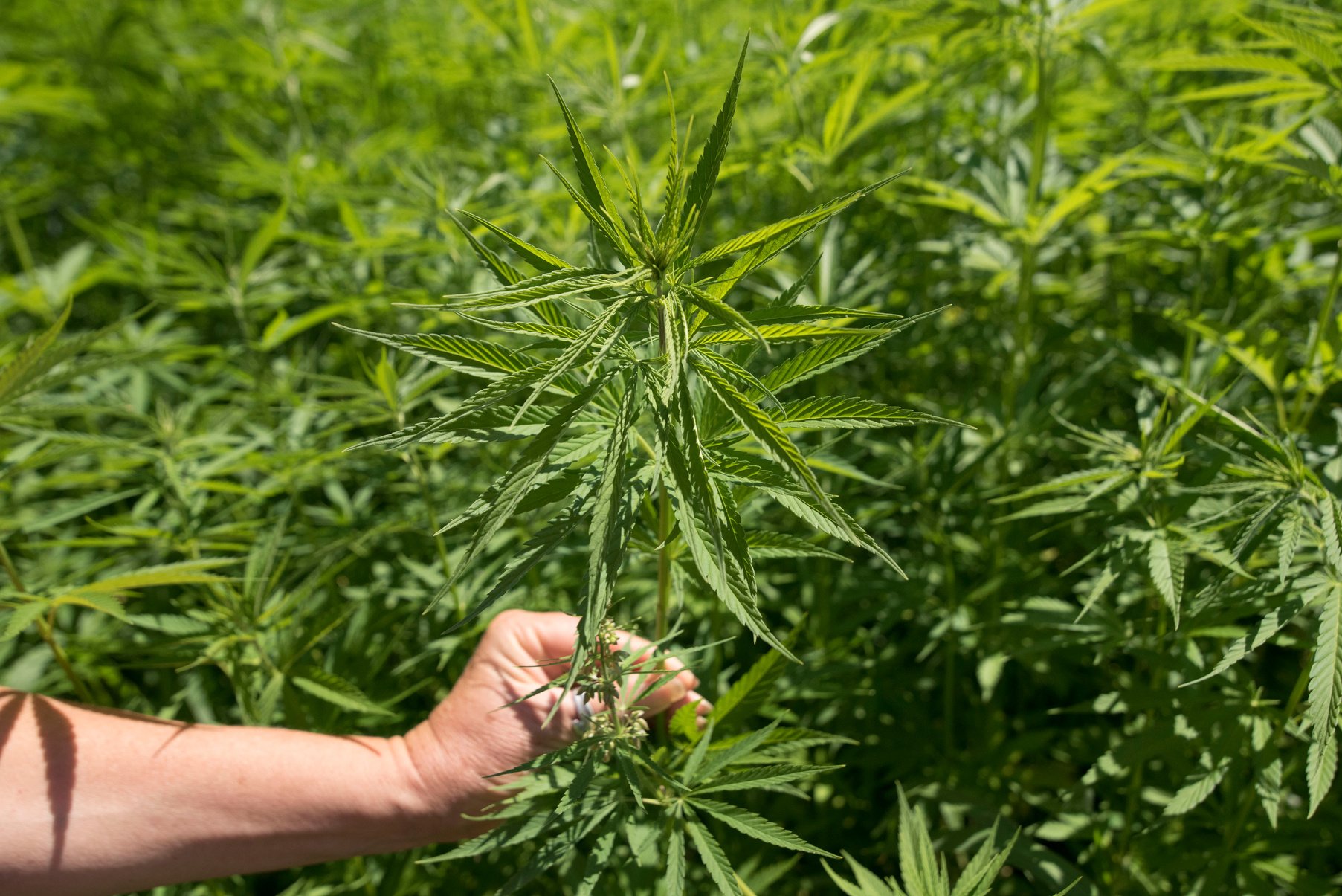 Hand Holding Hemp Plant in a Hemp Field