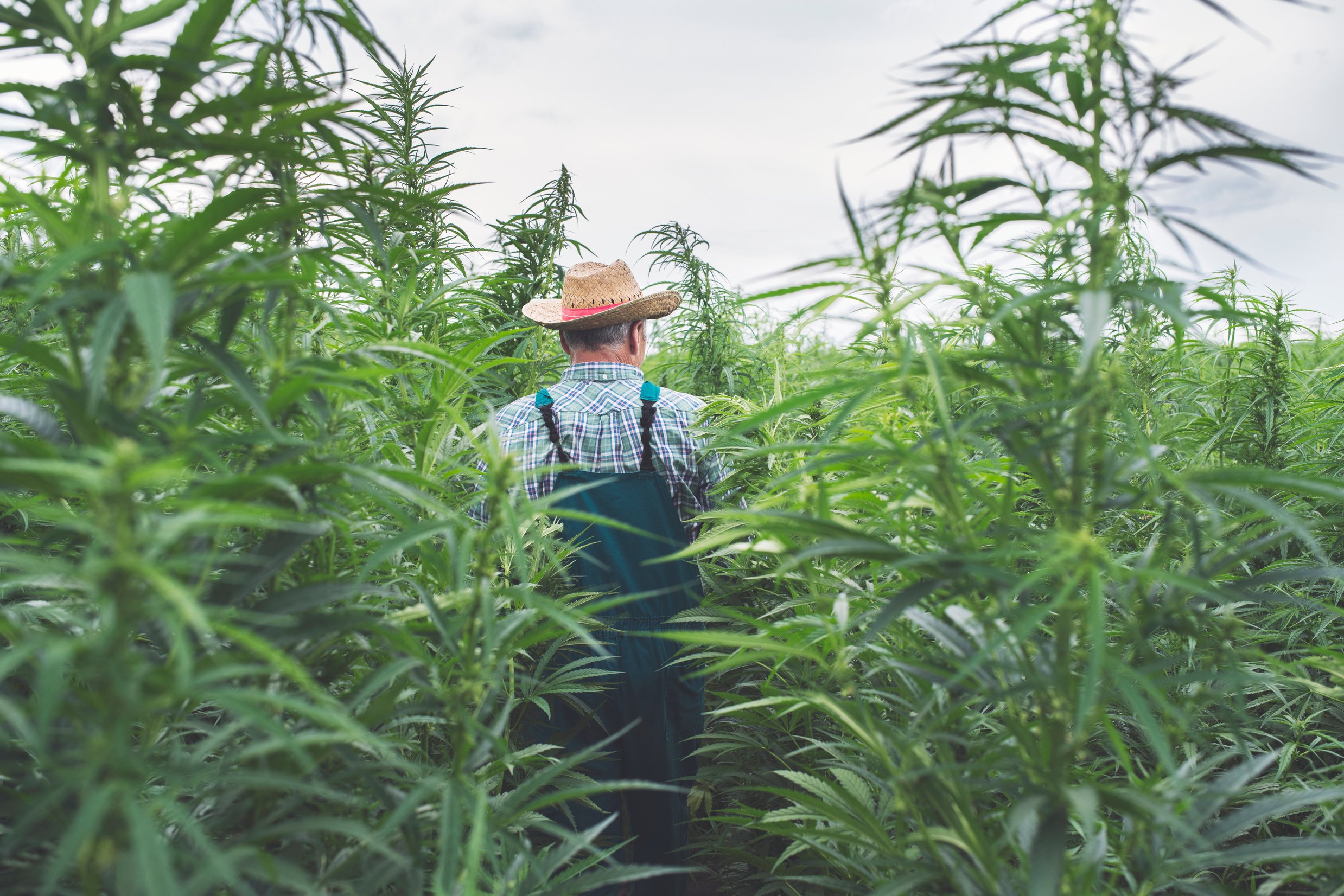 Senior Man Examining Hemp Field.