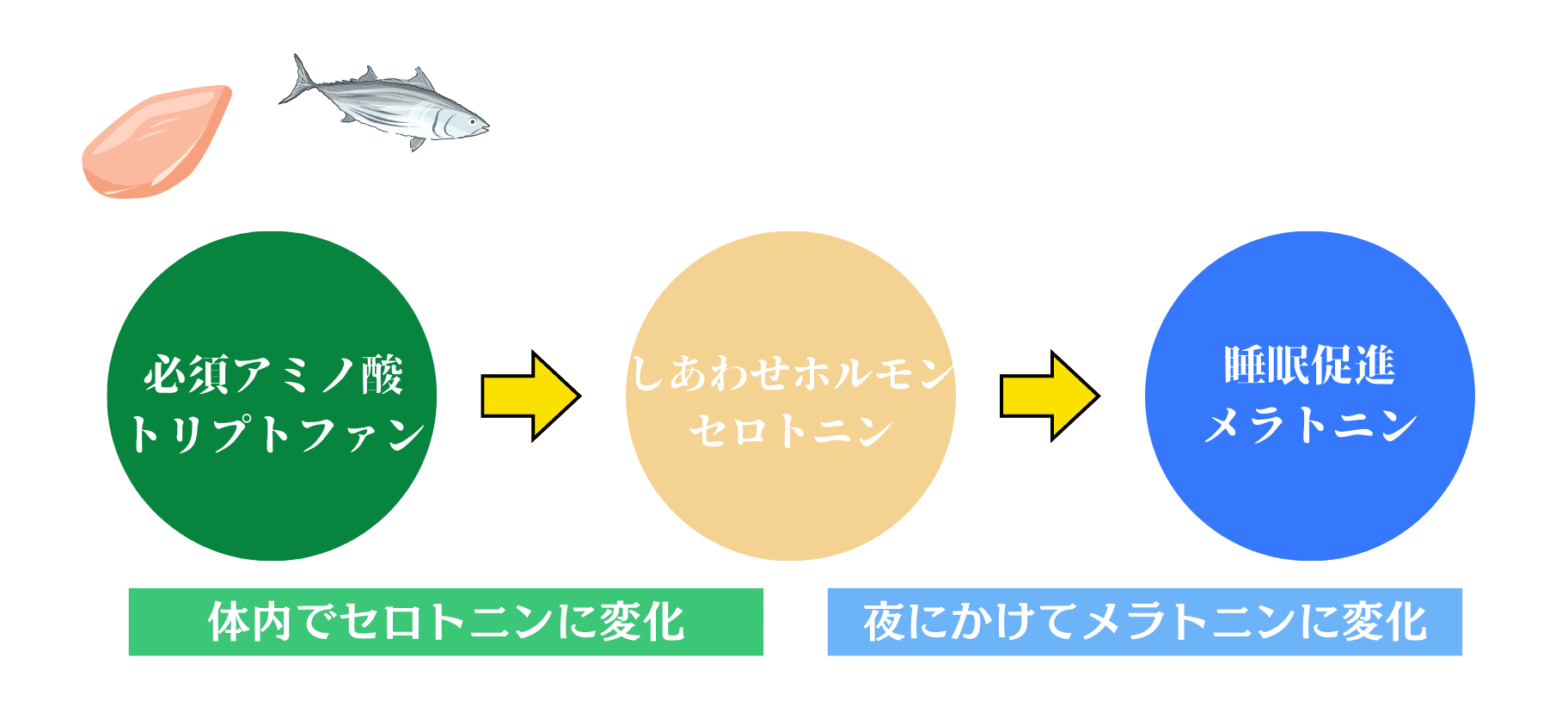 トリプトファンの体内での変化