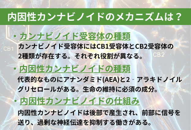カンナビノイド受容体の種類はCB1受容体とCB2受容体の2種類。内因性カンナビノイドには、アナンダミドと2‐アラキドノイルグリセロールという代表的な種類が存在する。内因性カンナビノイドは過剰な神経伝達を抑制する働きがある。